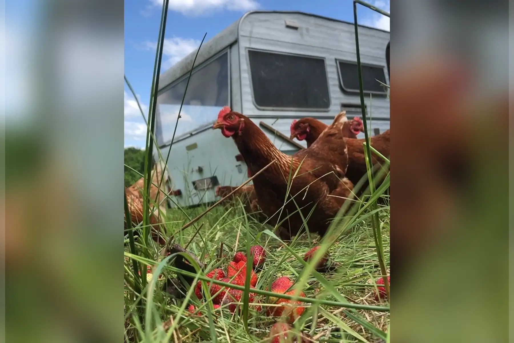 oeufs bio / promo -25%