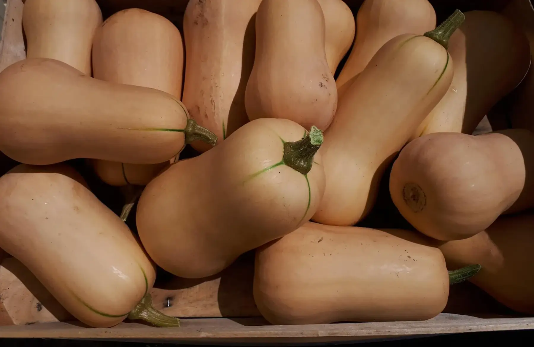Butternut bio
