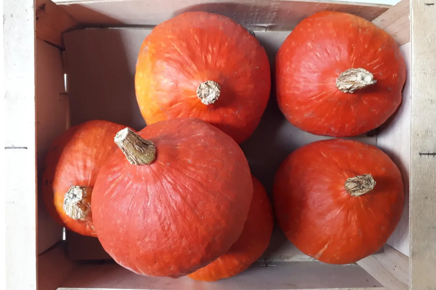 Promo / Potimarron bio petit calibre (-50%)