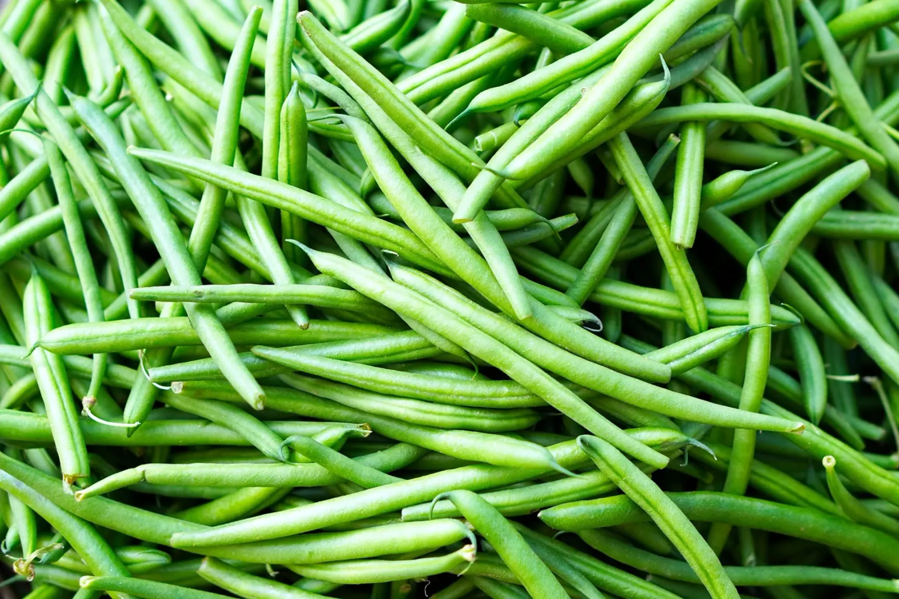 haricots verts bio