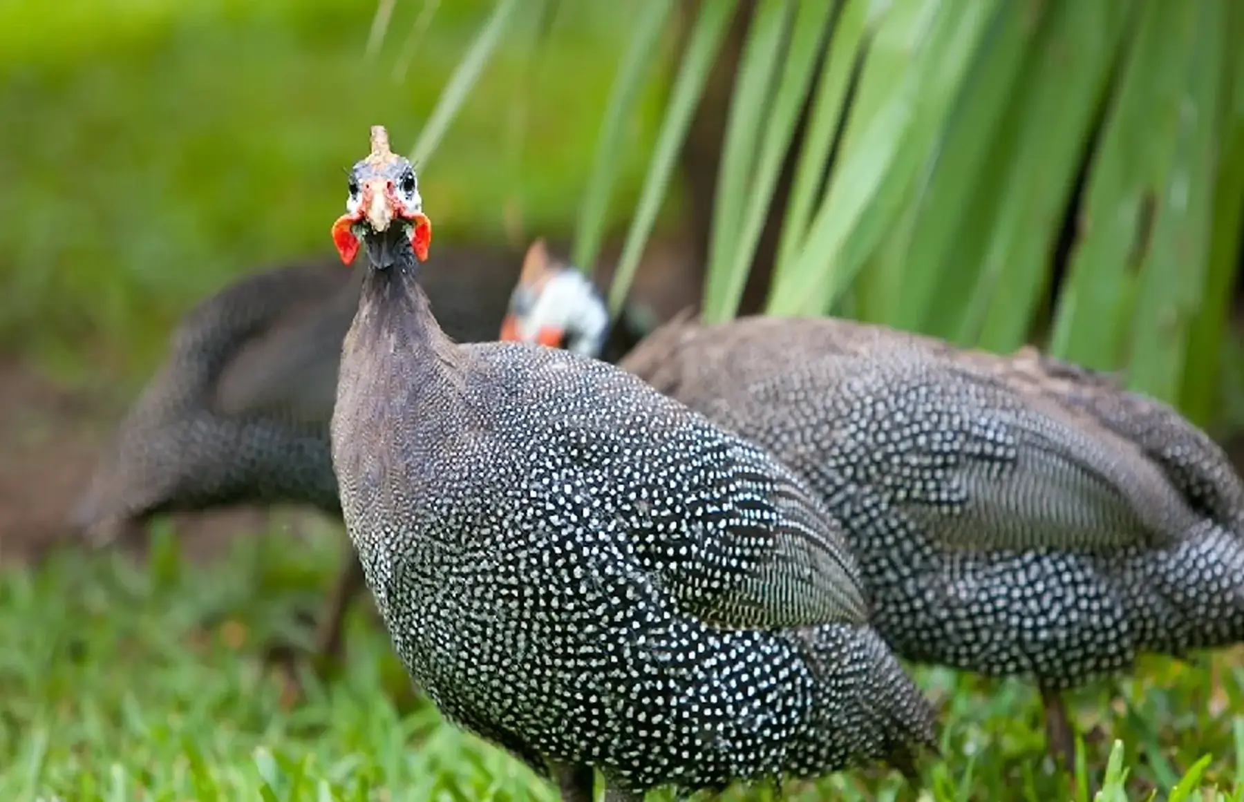 pintades fermières entières