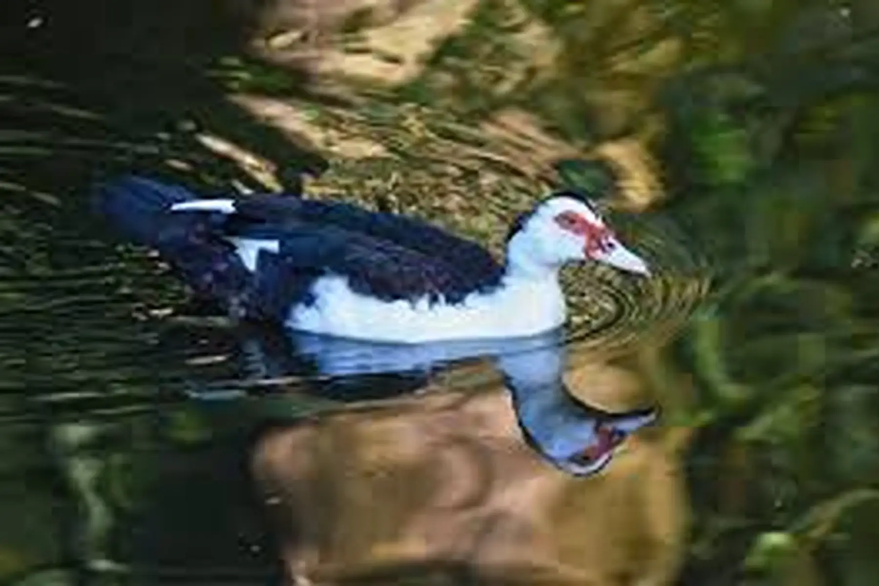 canettes fermières entières