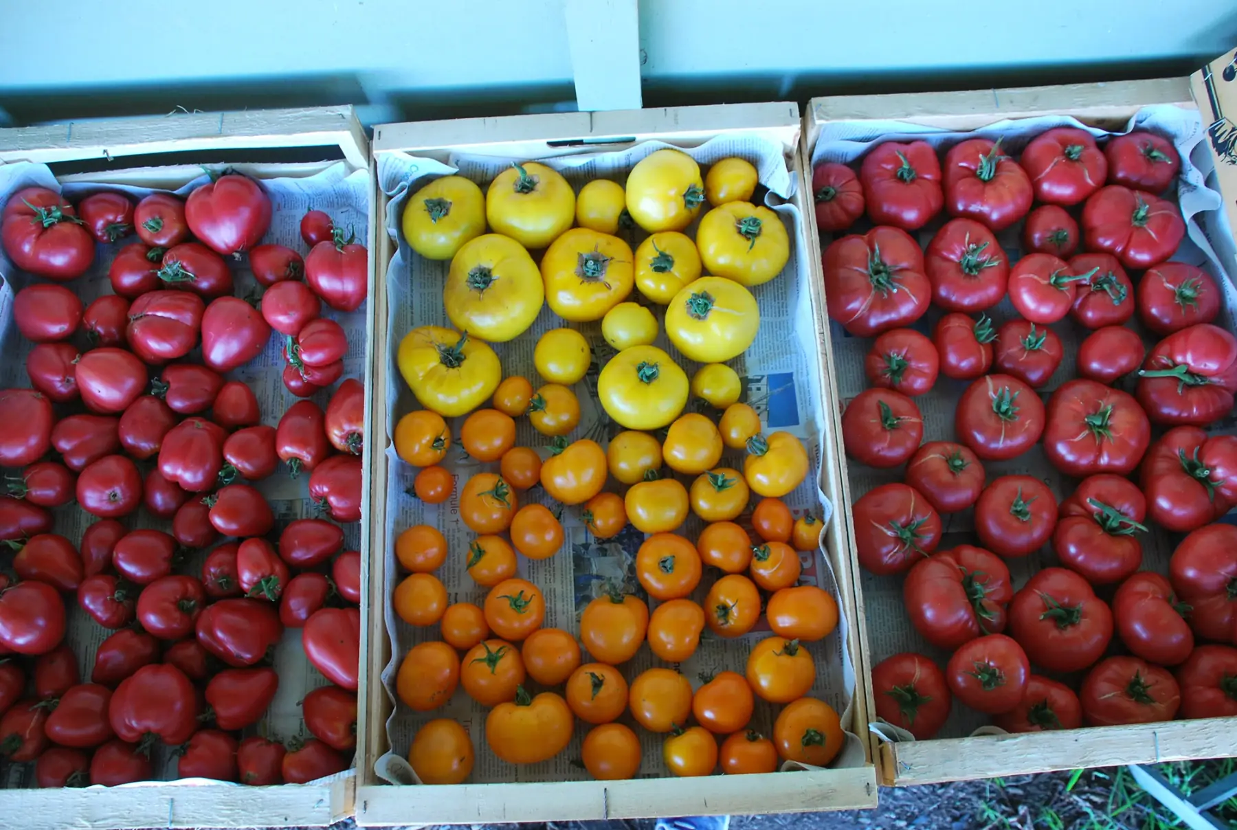 tomates anciennes