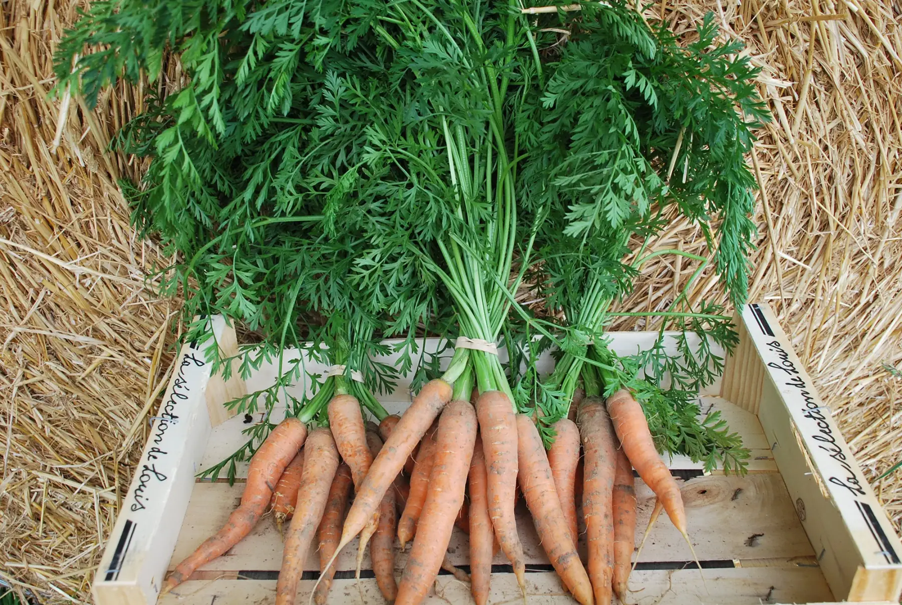 carottes