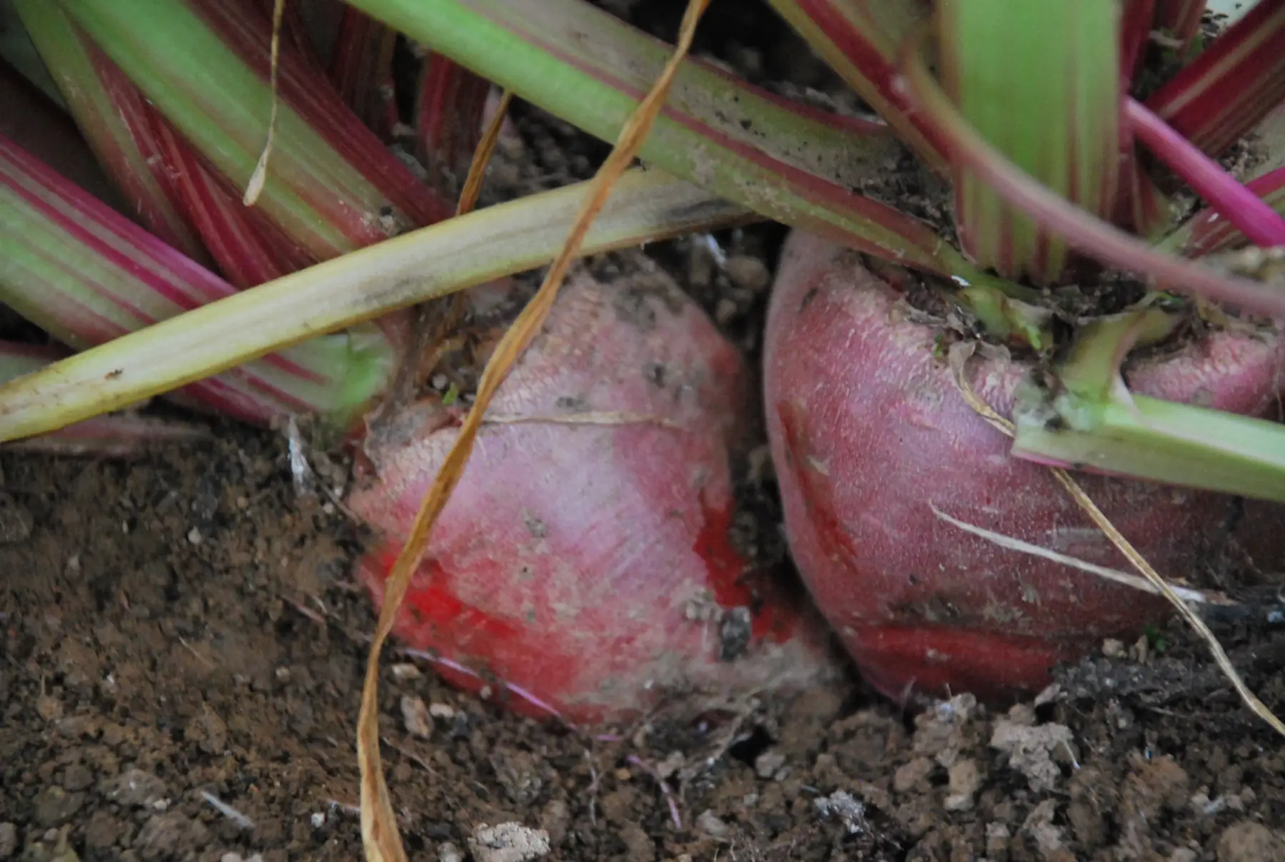 Au Pot'ager Du Pont Neuf