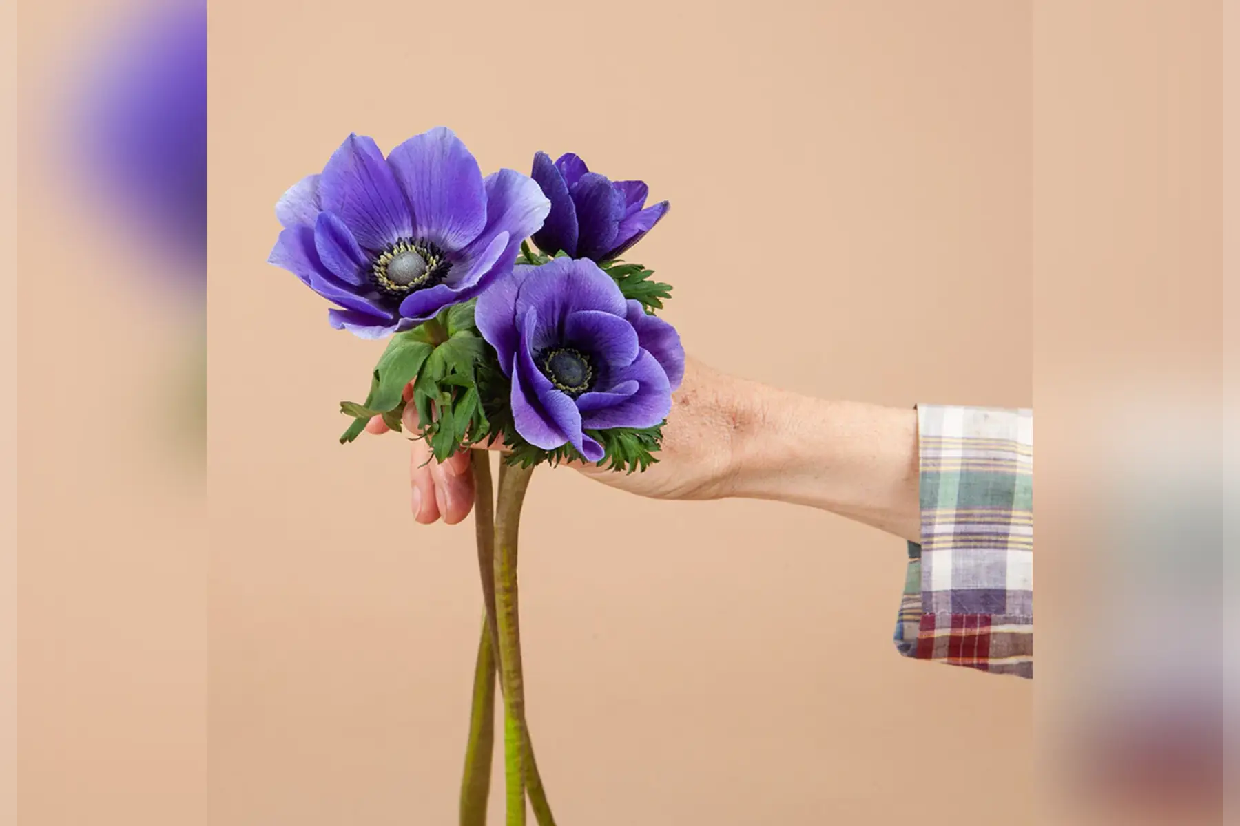 Brassée d’anémones bleues, blanches et rose