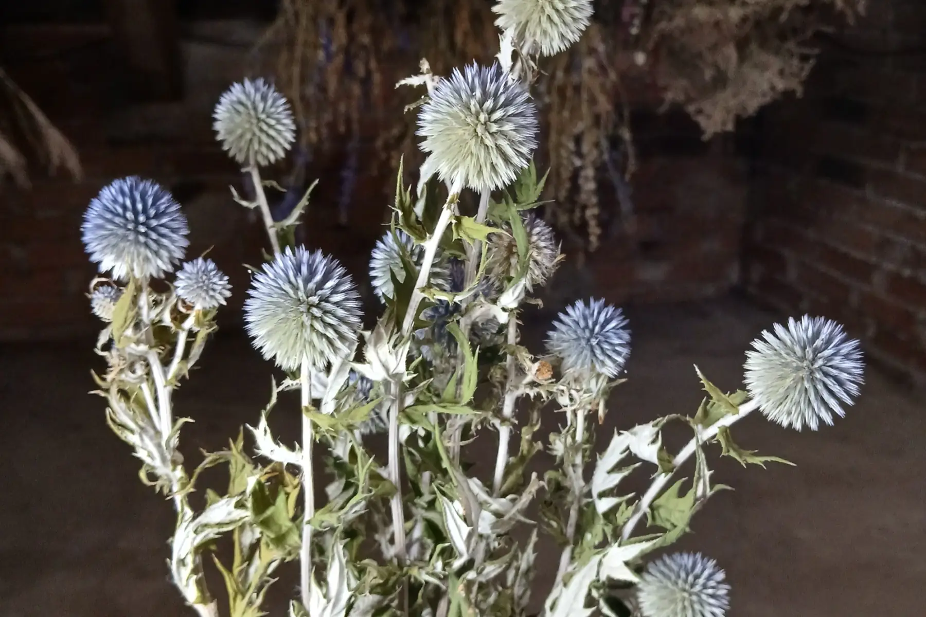 Echinops (fleurs séchées)