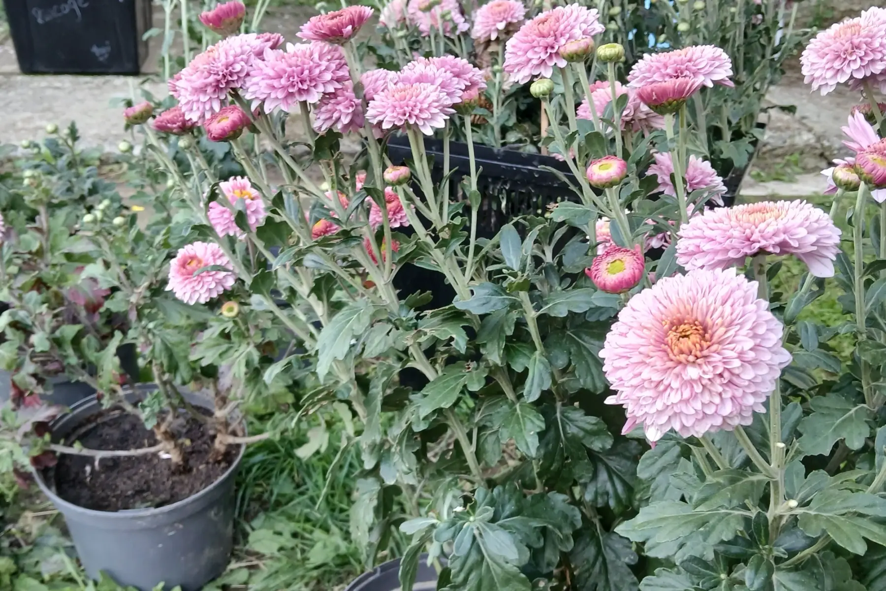 Chrysanthèmes (pot)