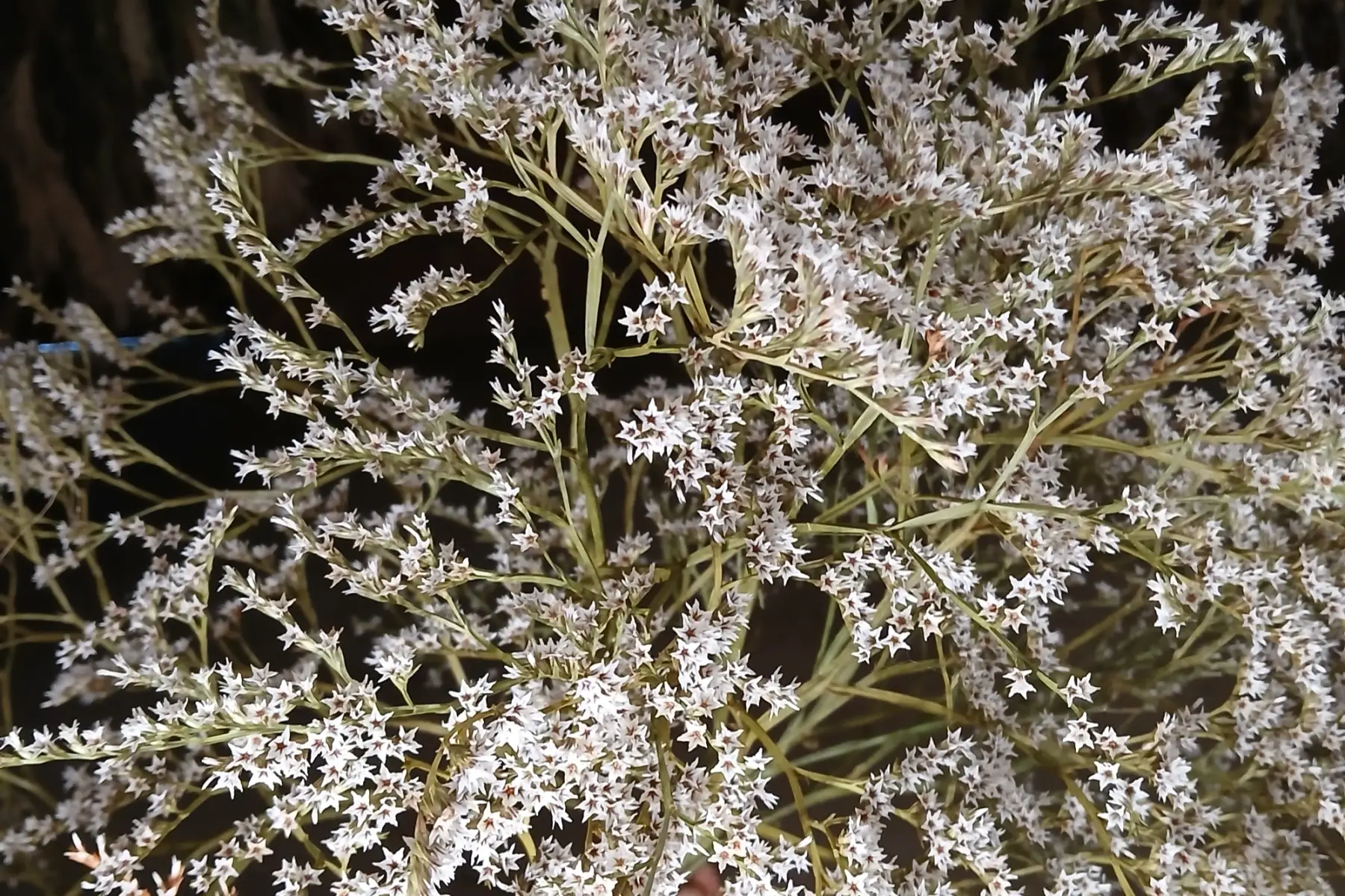 limonium tataricum séchés