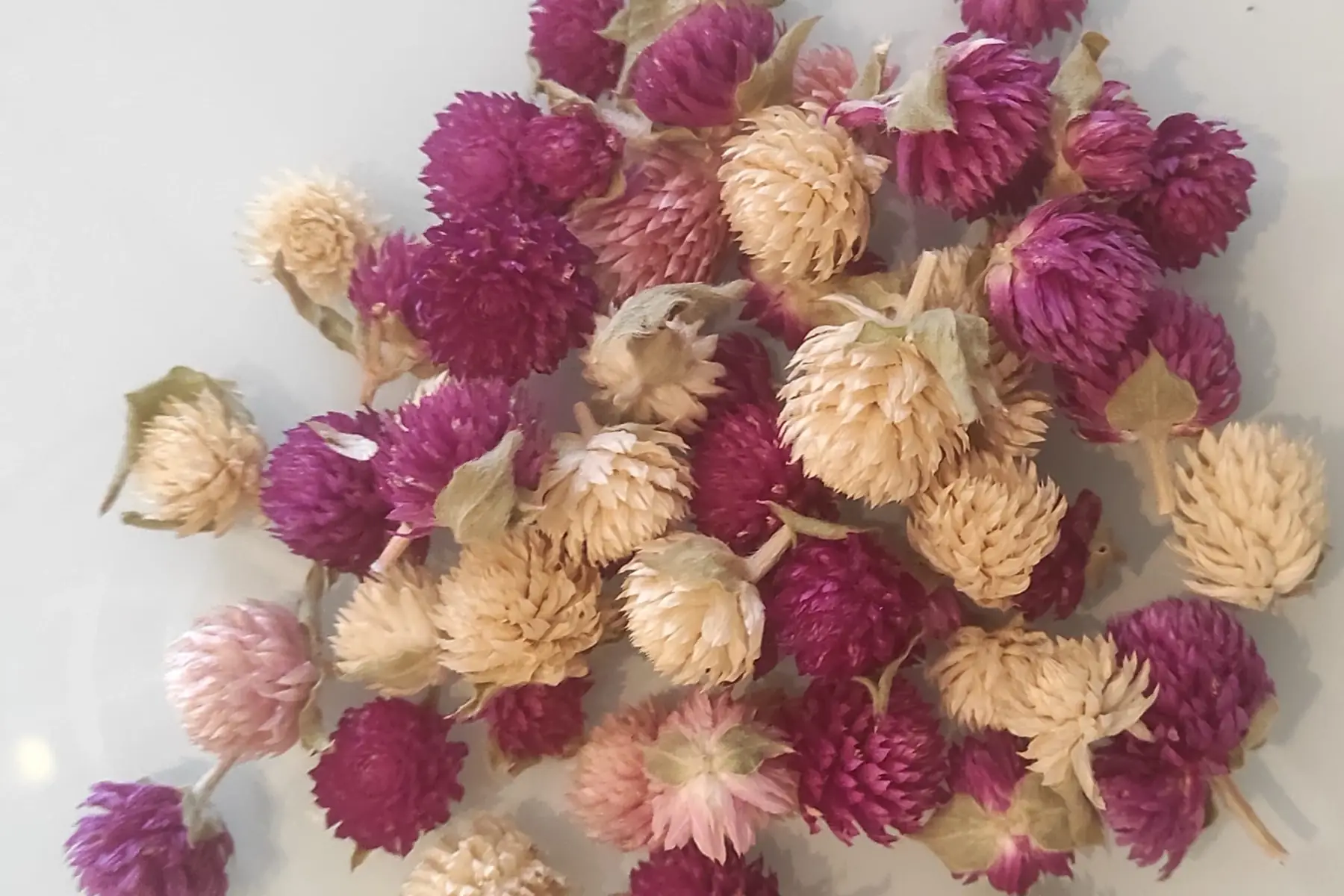 Boutons Gomphrena (fleurs séchées)