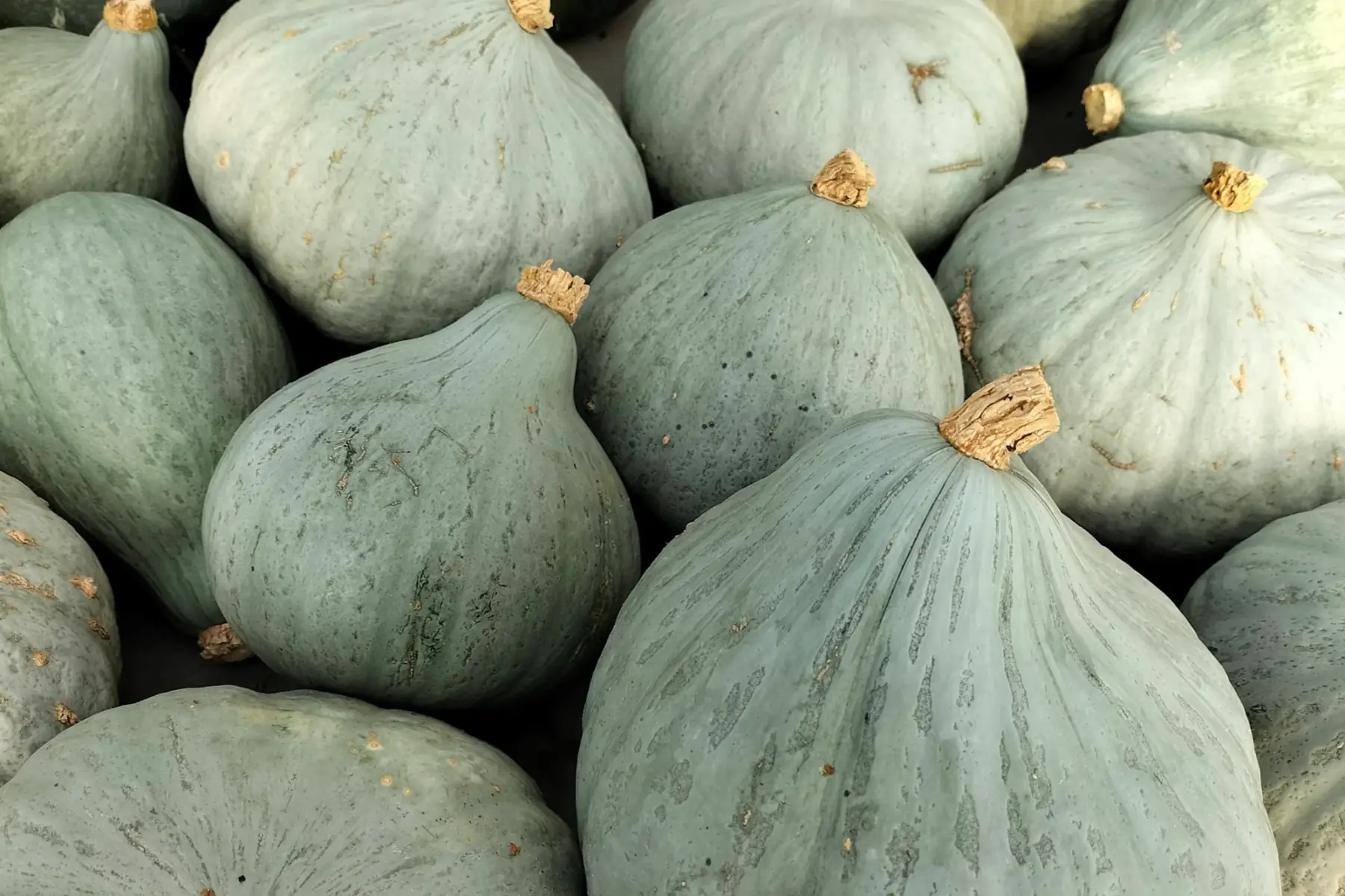 Courge Blue ballet
