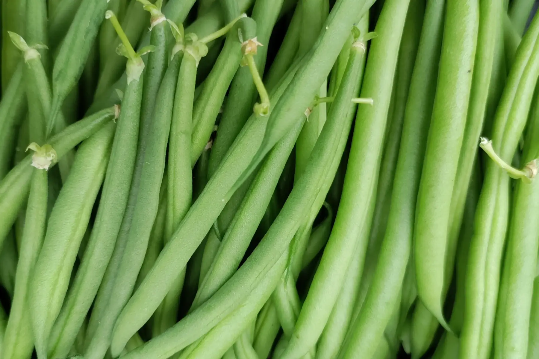 haricot vert