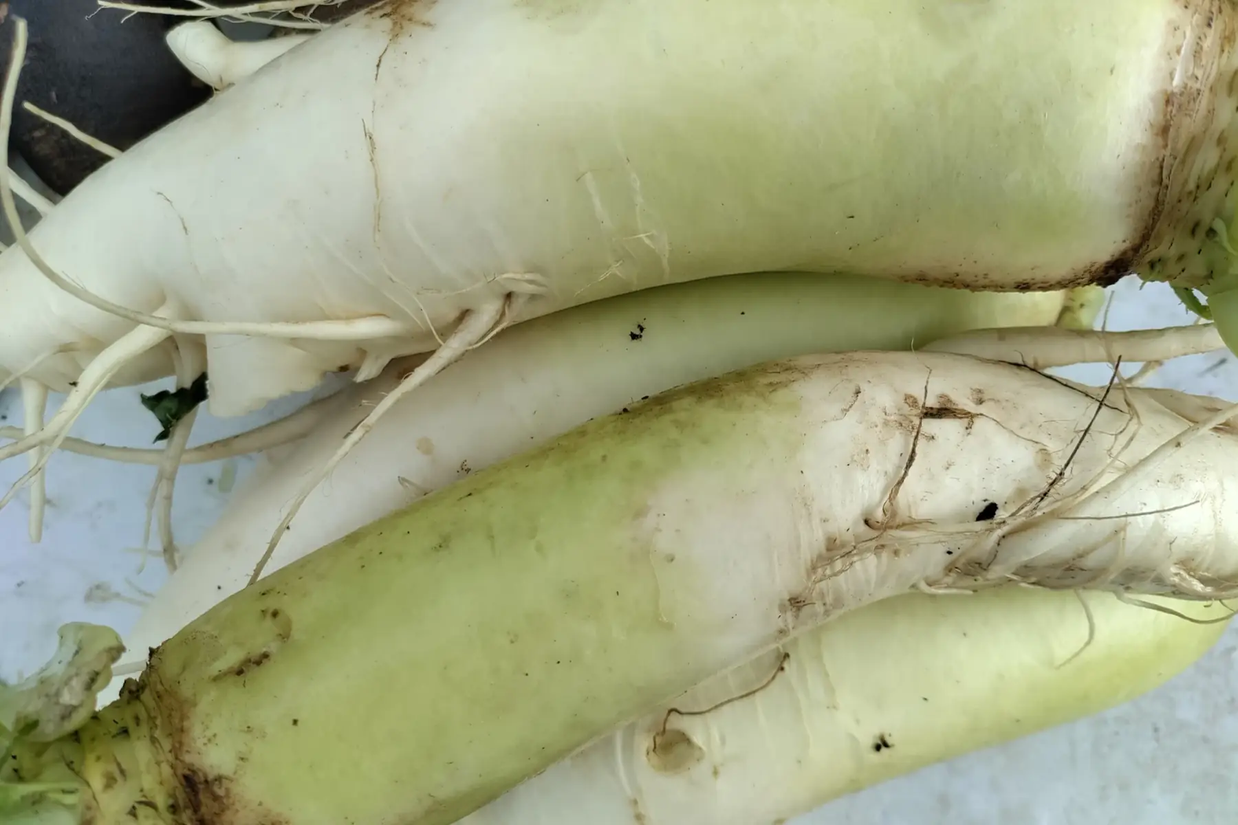 radis daikon