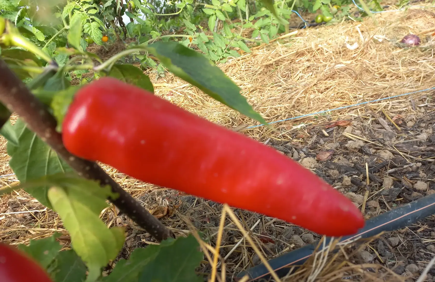 Piment doux