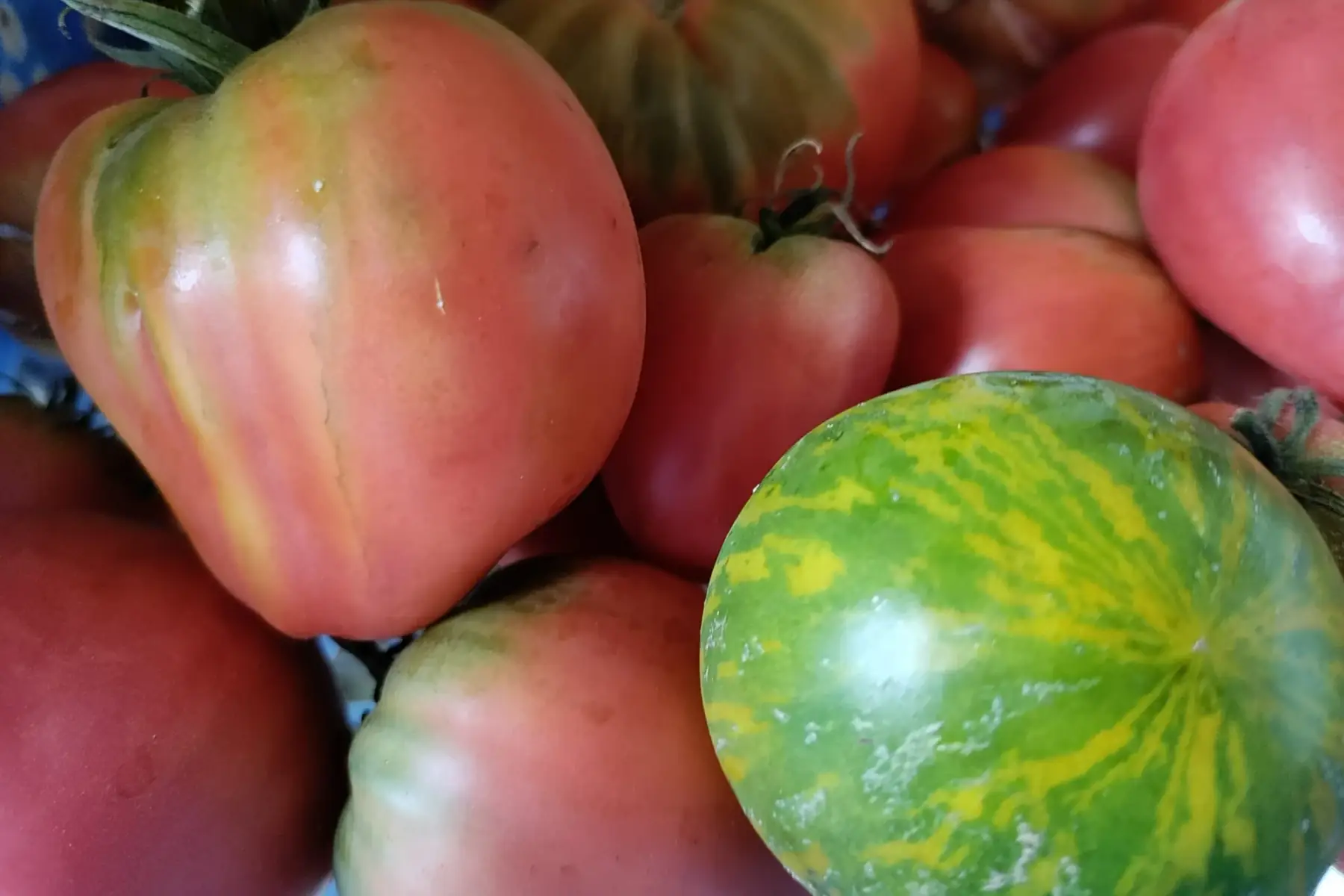 tomates