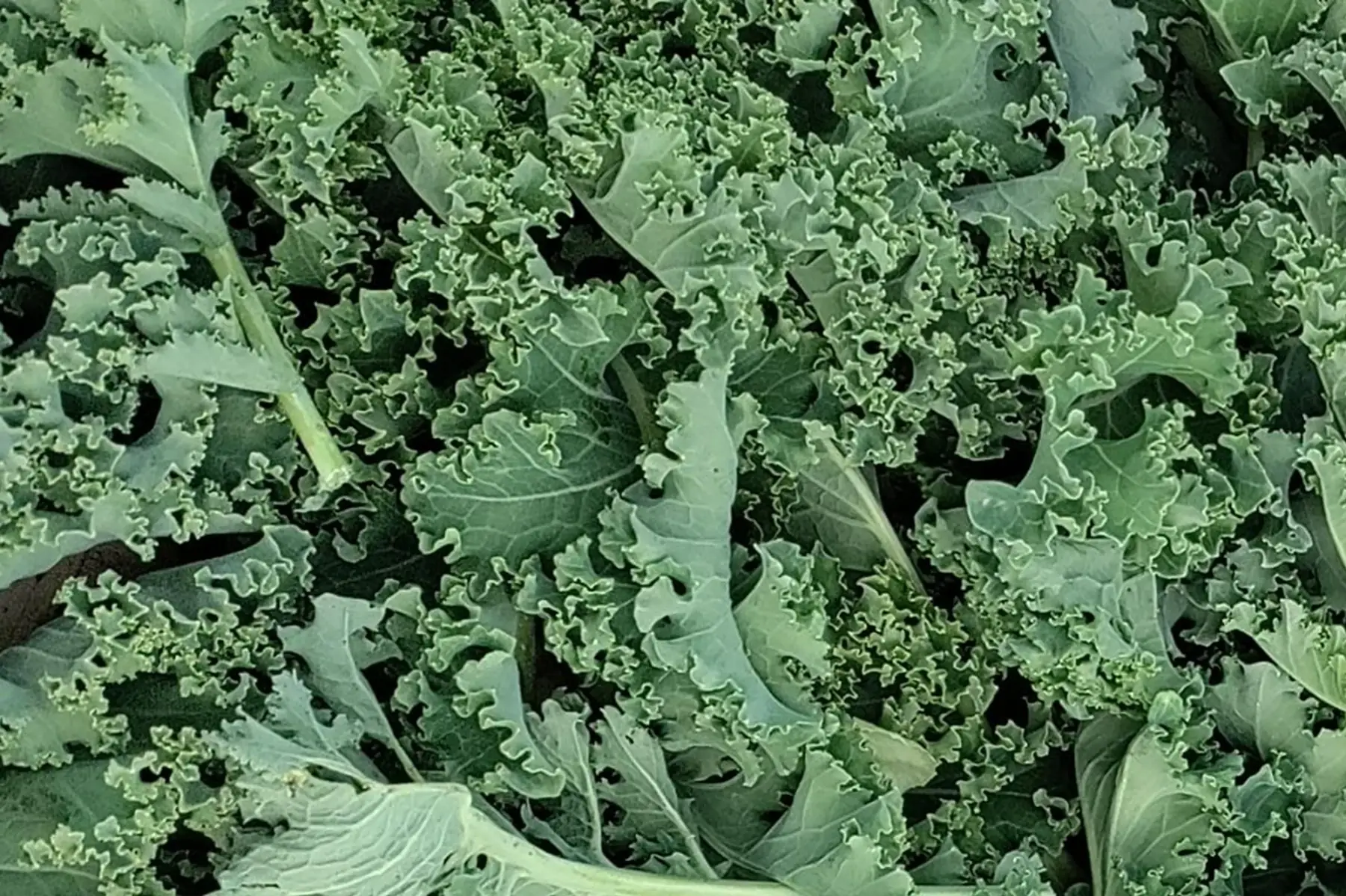 chou kale