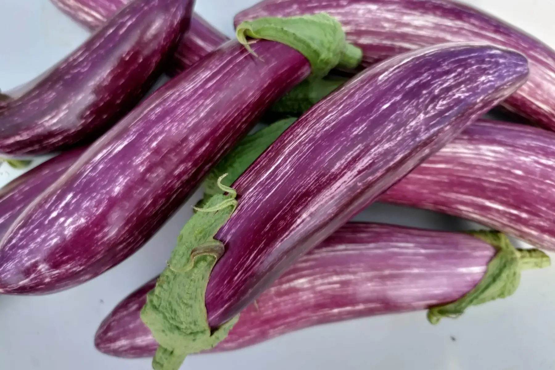 aubergine