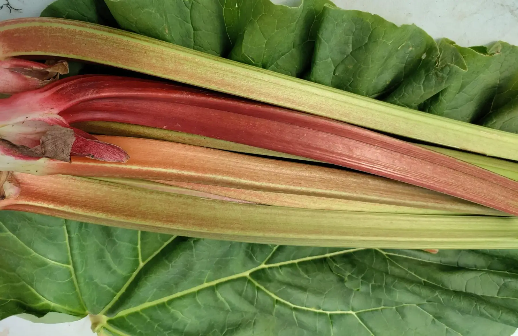 rhubarbe