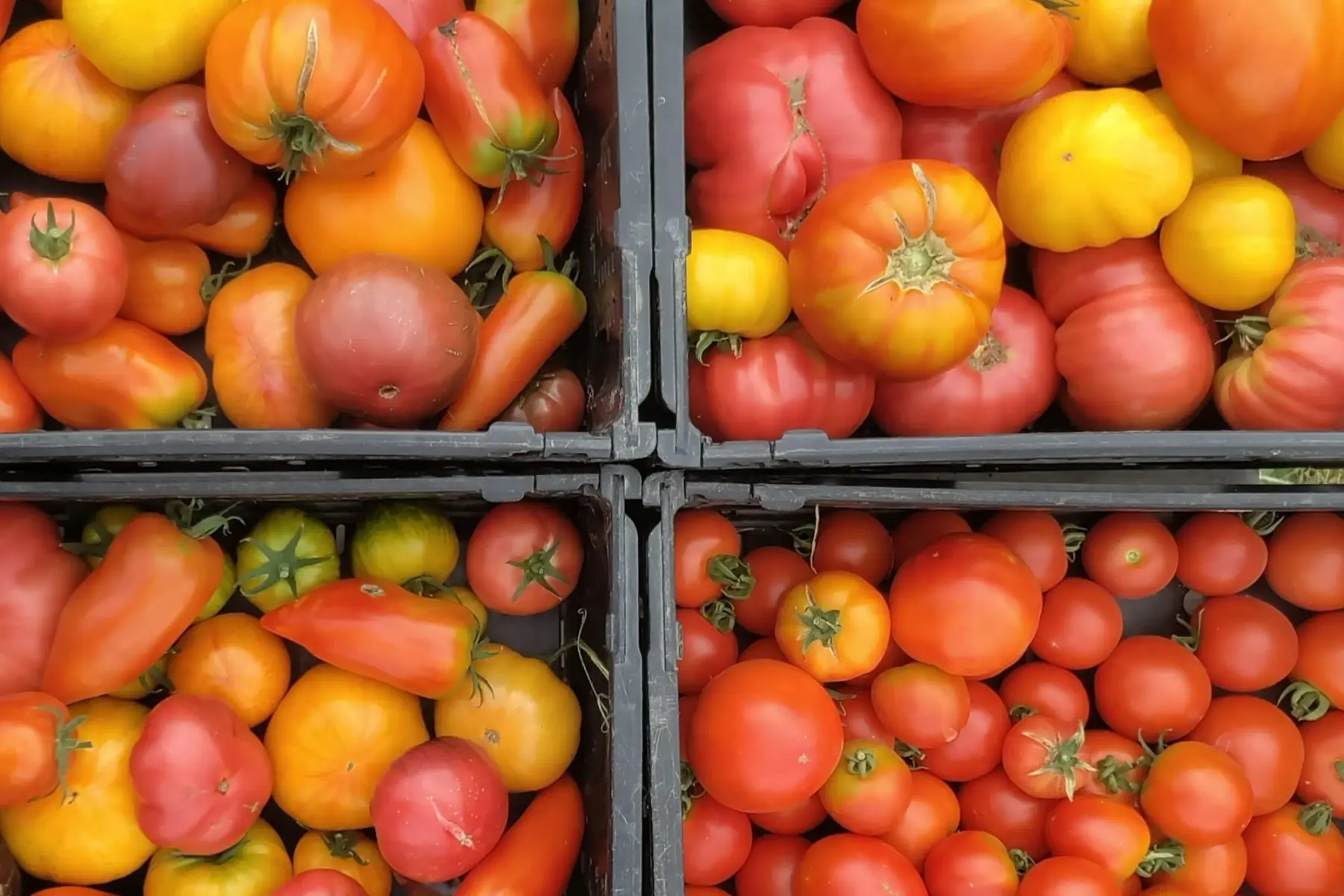 Cageot de tomates