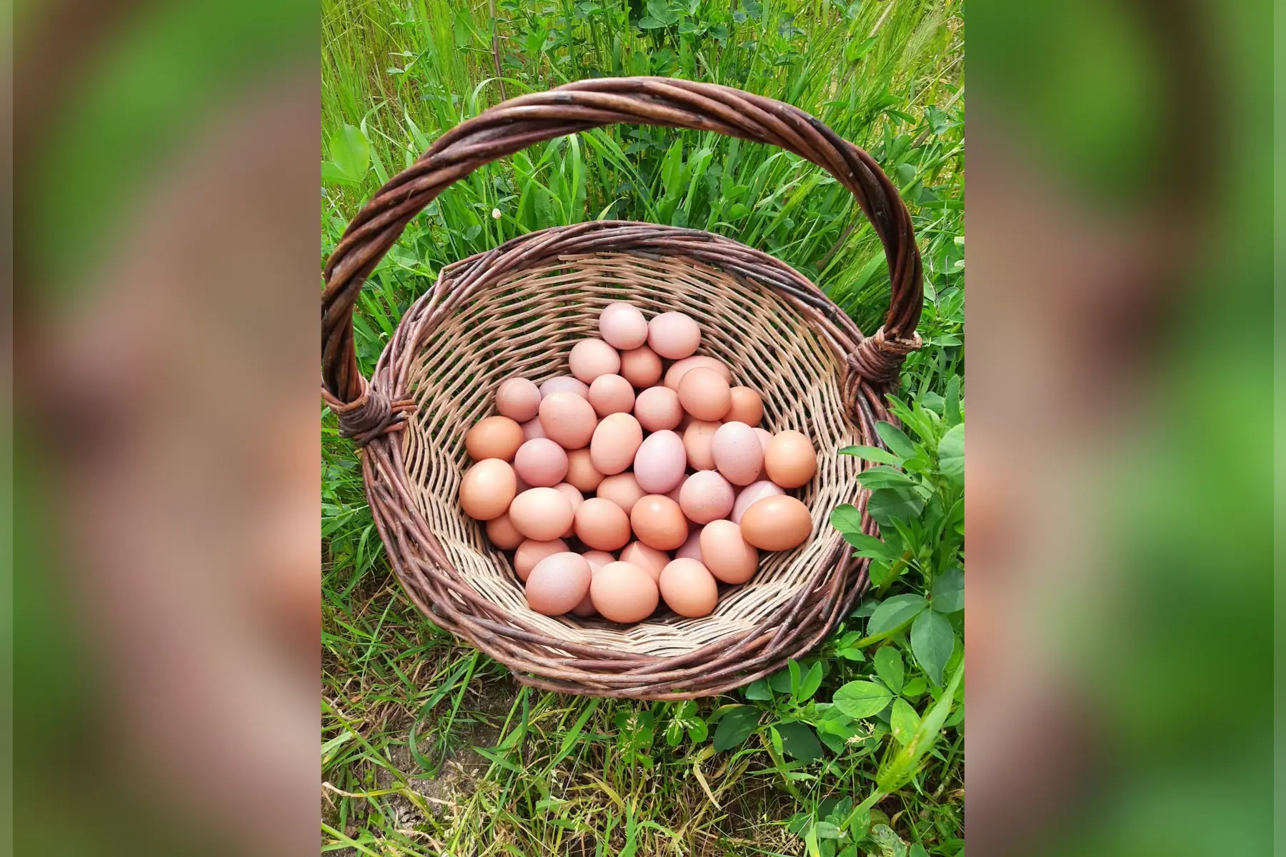œufs de poules bio