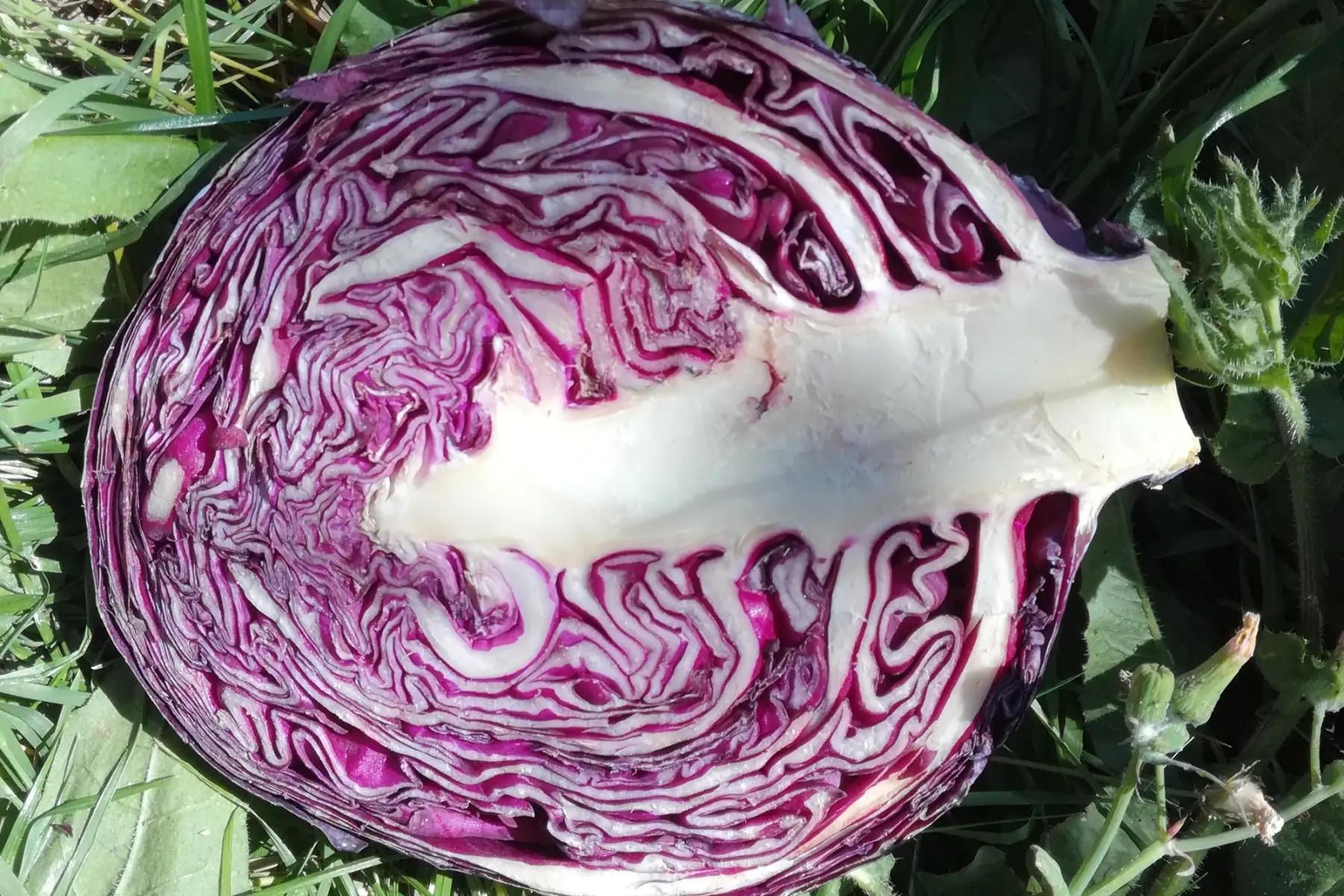 chou rouge - moitié