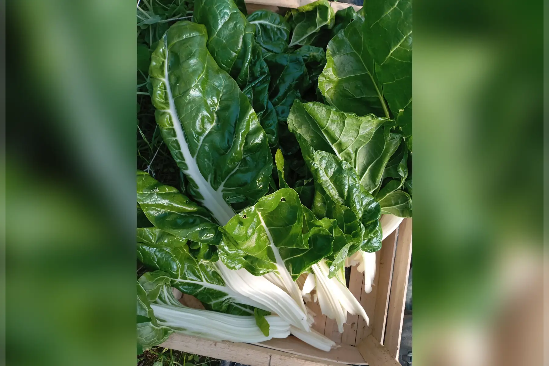 Blette blanche - 300g