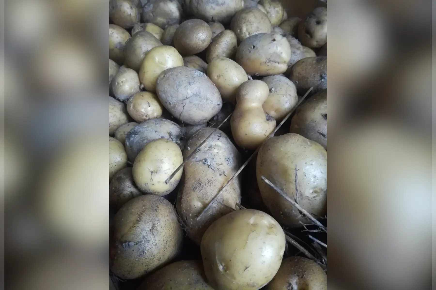 pomme de terre polyvalente - 1kg