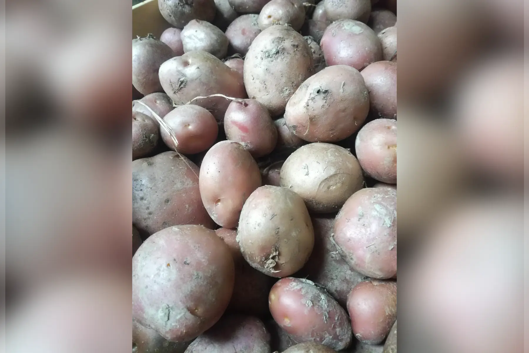 pomme de terre tendre - 1kg