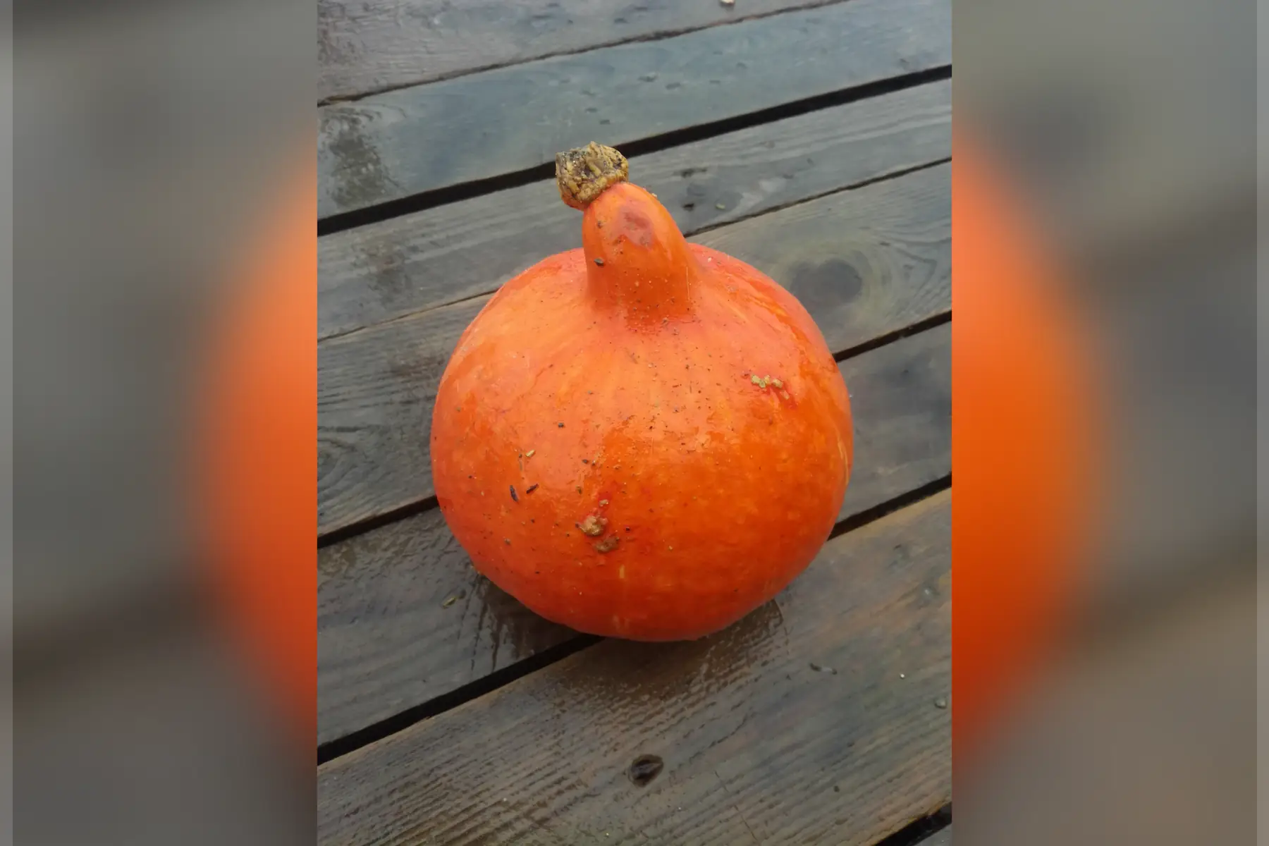 CIAP - Le Potager Ludique