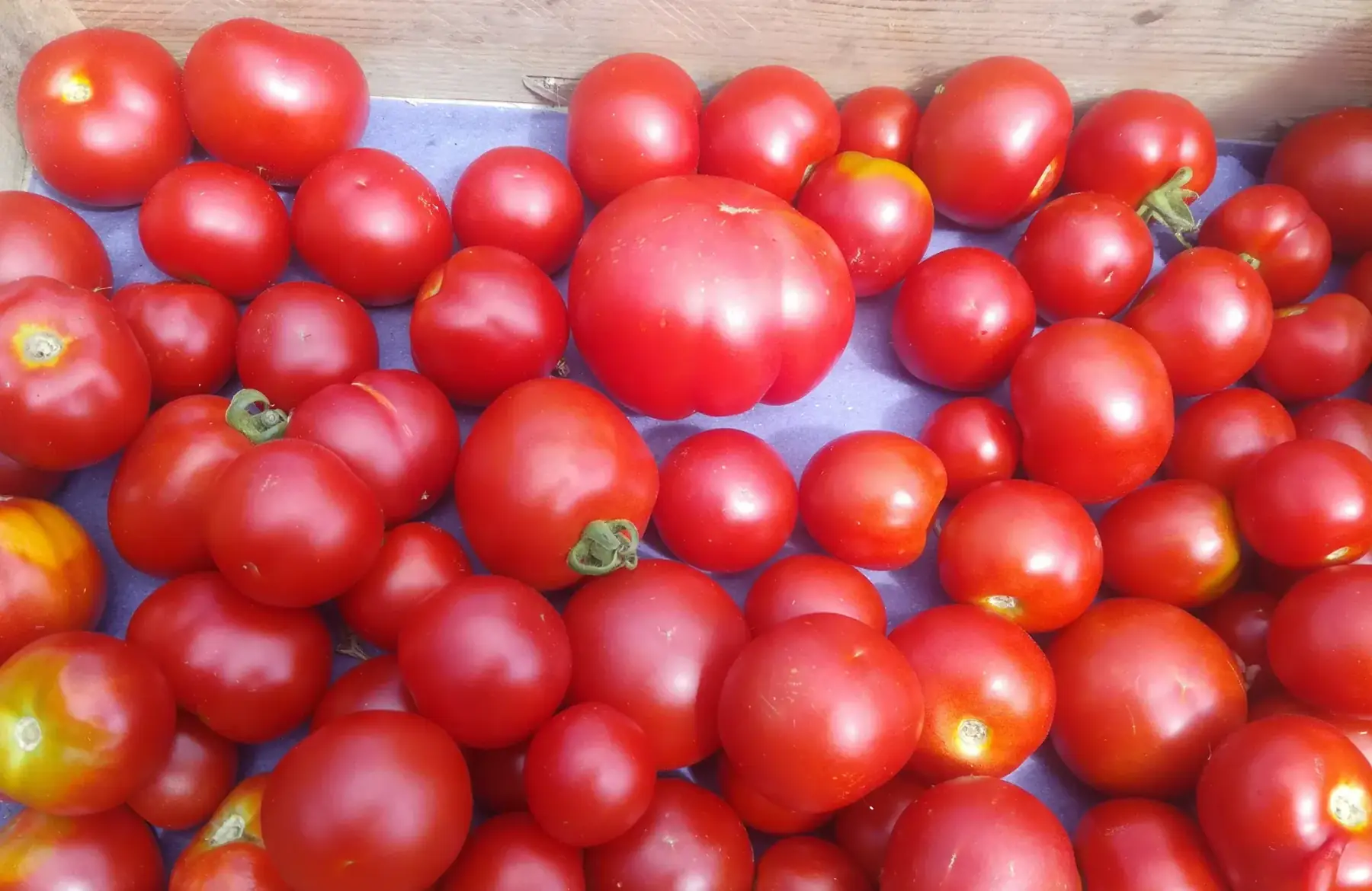 tomates rondes - 1kg