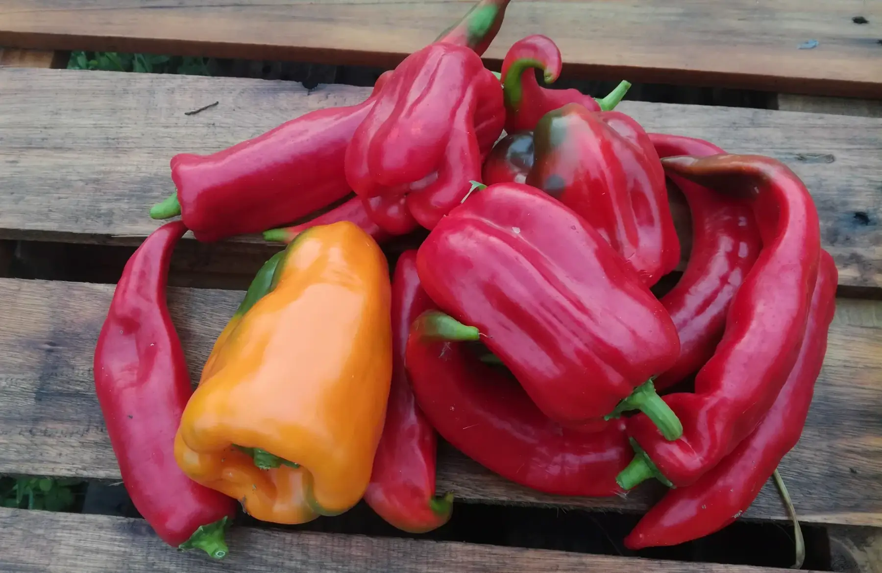 poivrons colorés 200g