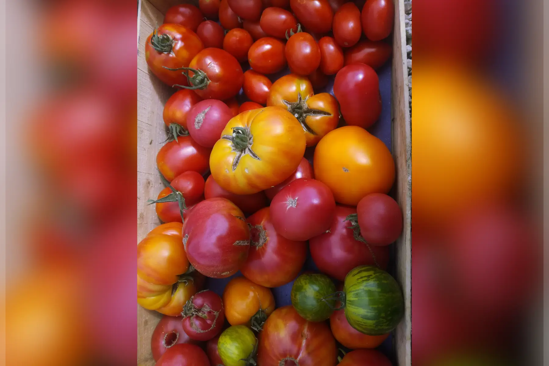 tomates anciennes - 1kg