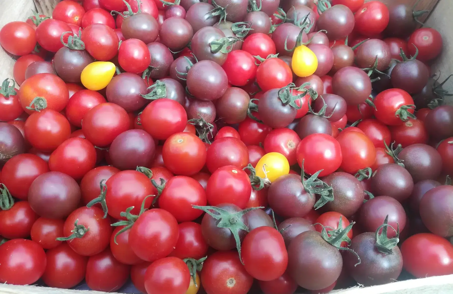 tomates cerises - 250g