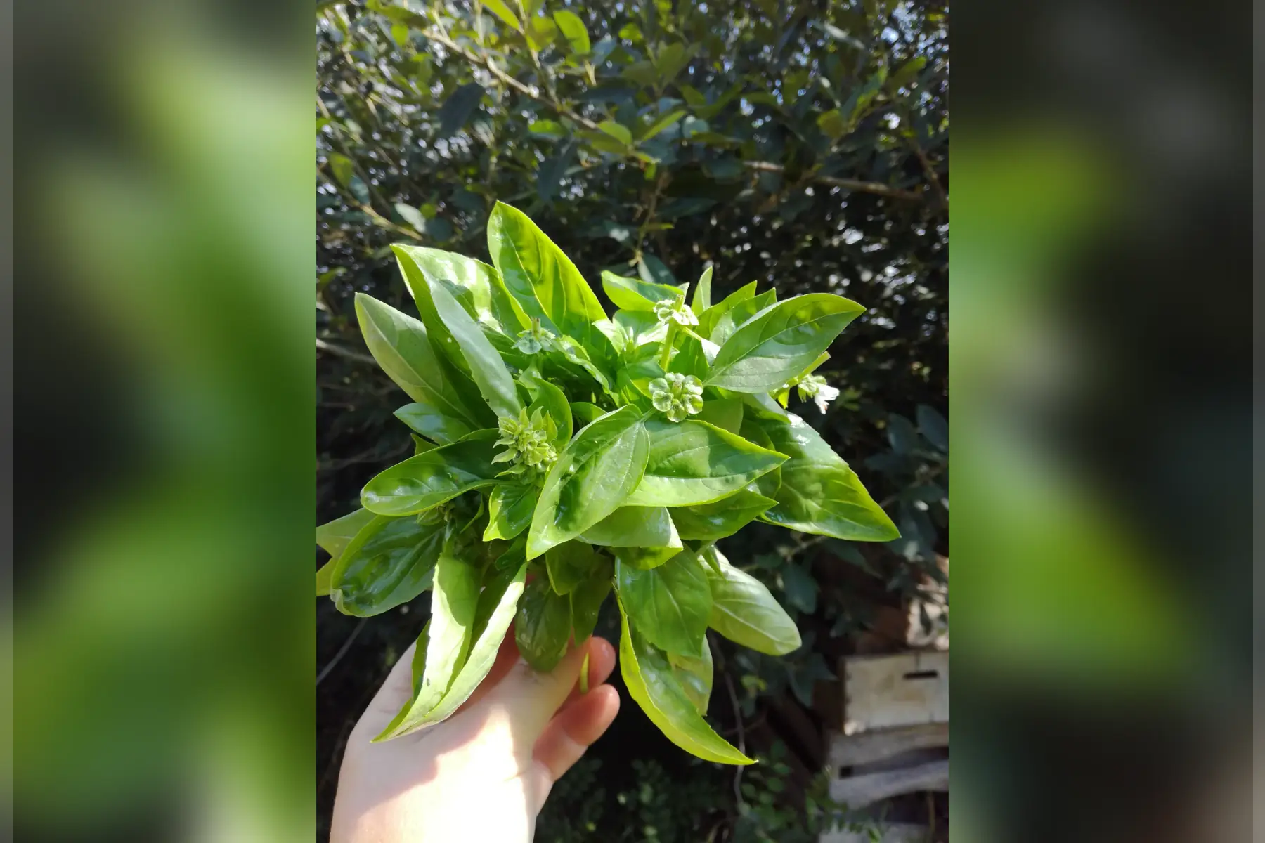 basilic loki - la botte