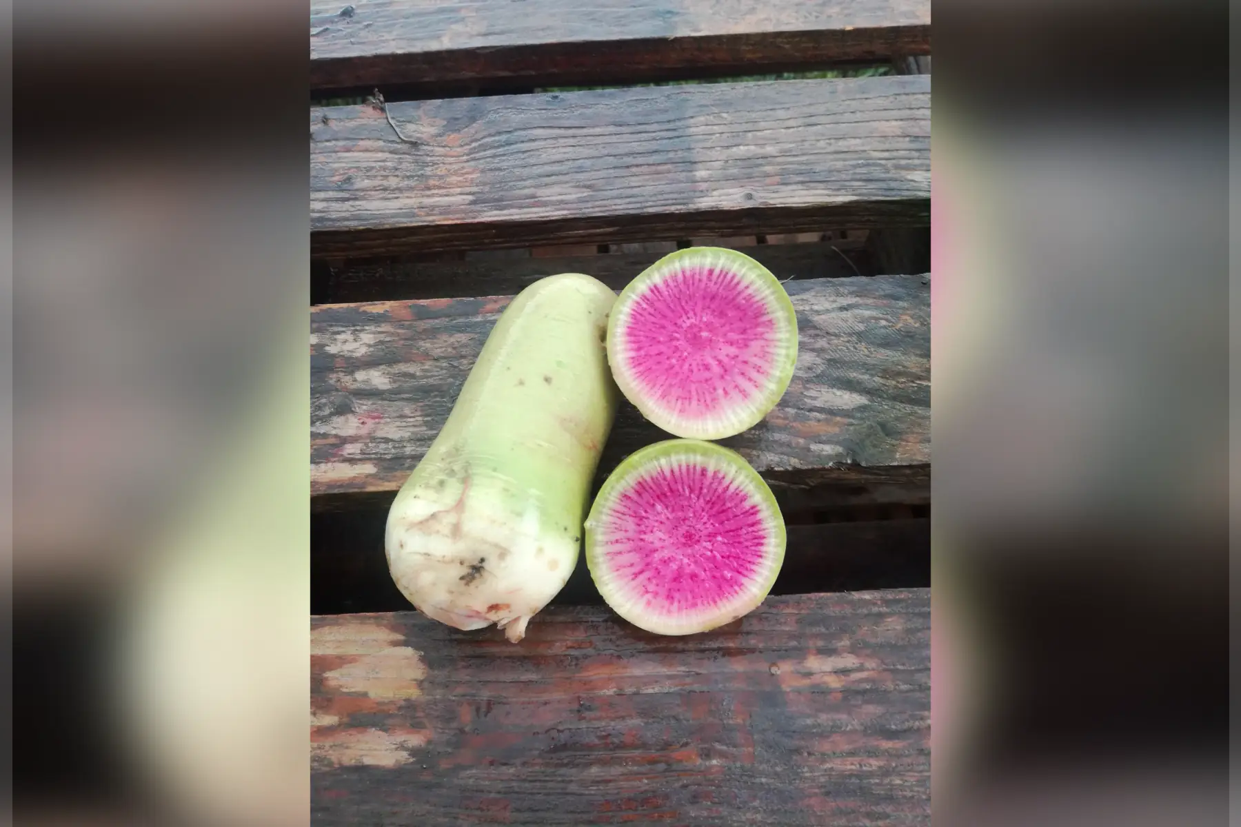 radis red meat - 200g