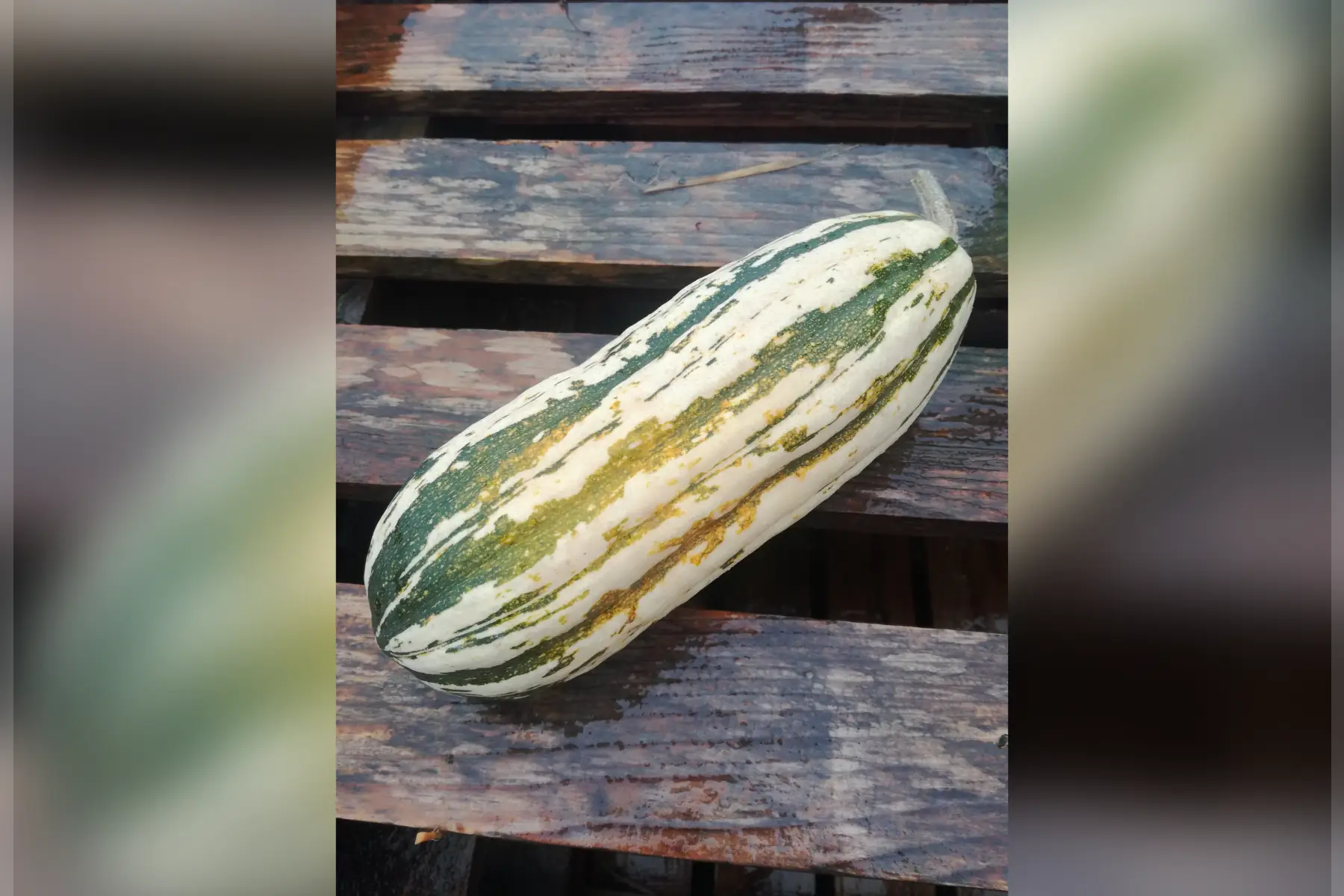 courge delicata
