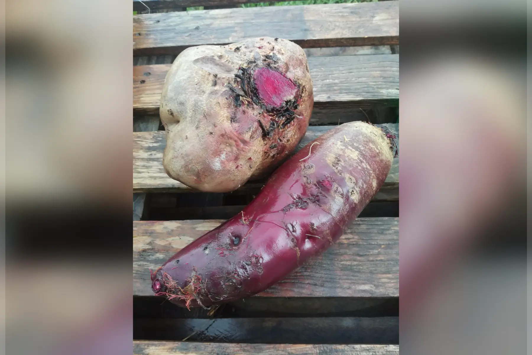 betterave gros calibre à l'unité