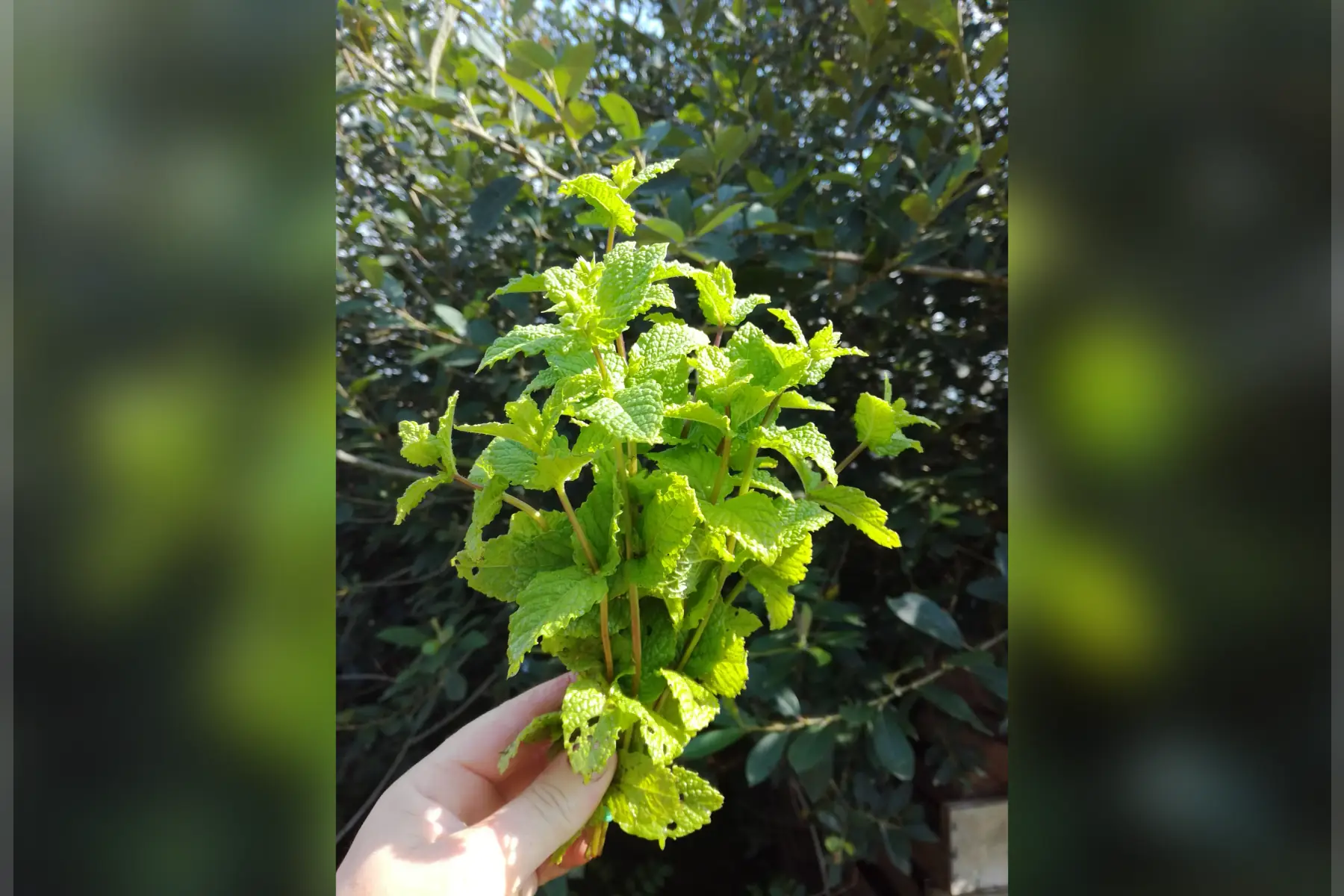 menthe marocaine - la botte