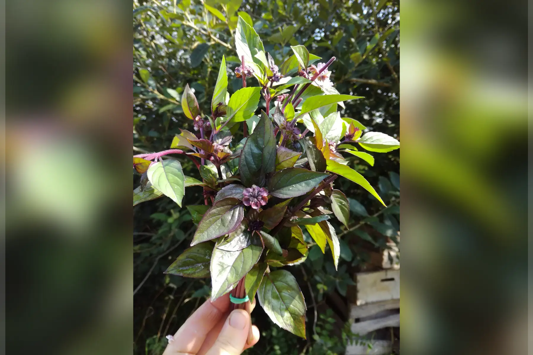 basilic cannelle - la botte