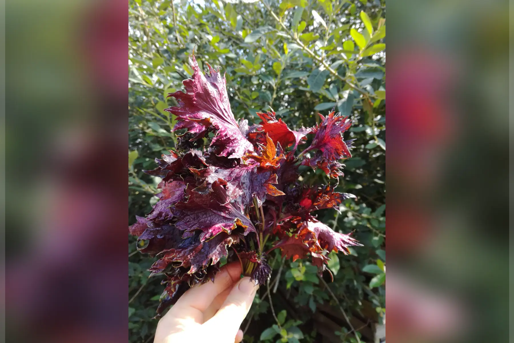 shiso ou périlla - la botte