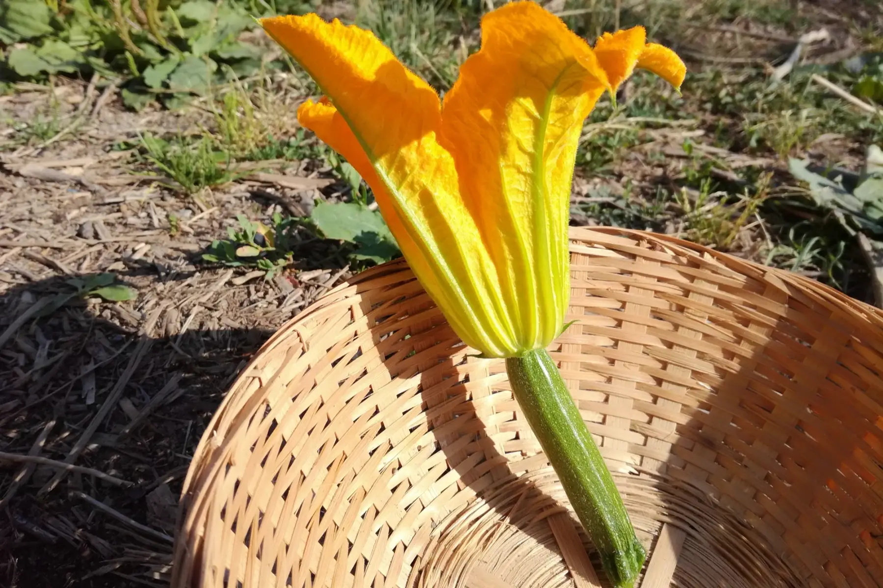 fleur de courgette (unité)
