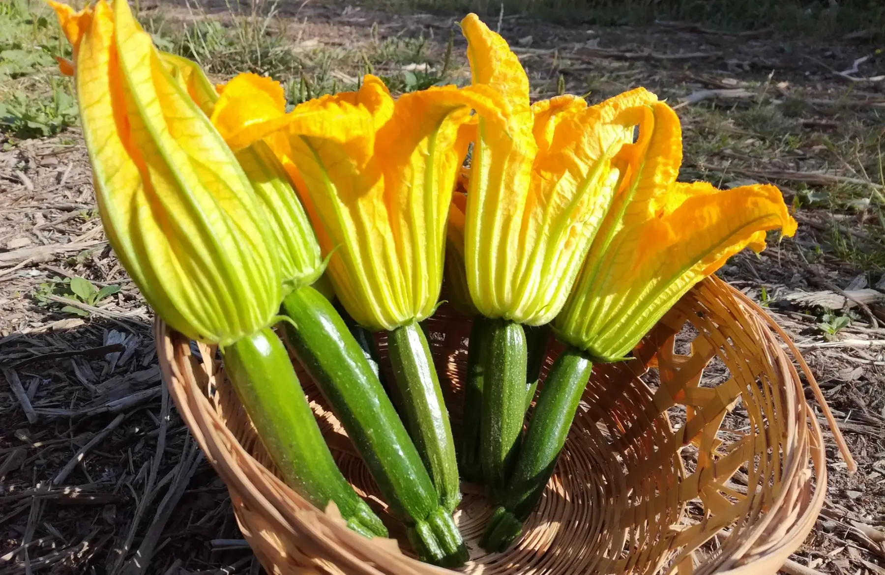 fleur de courgette lot de 10