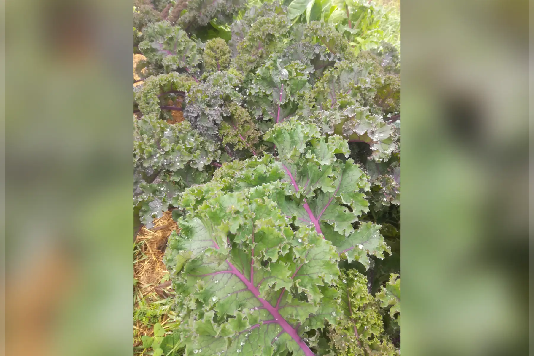 chou kale violet - 300g