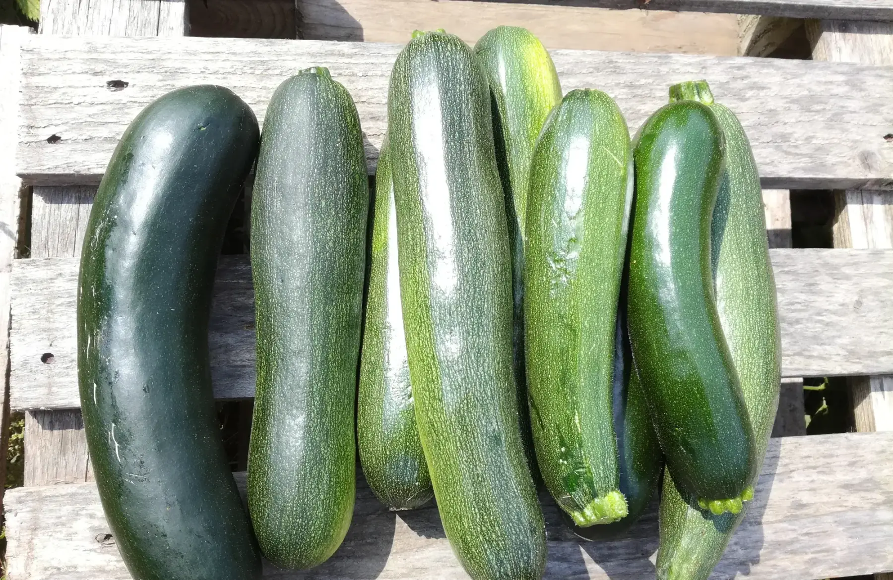 courgette verte - 1 kilo
