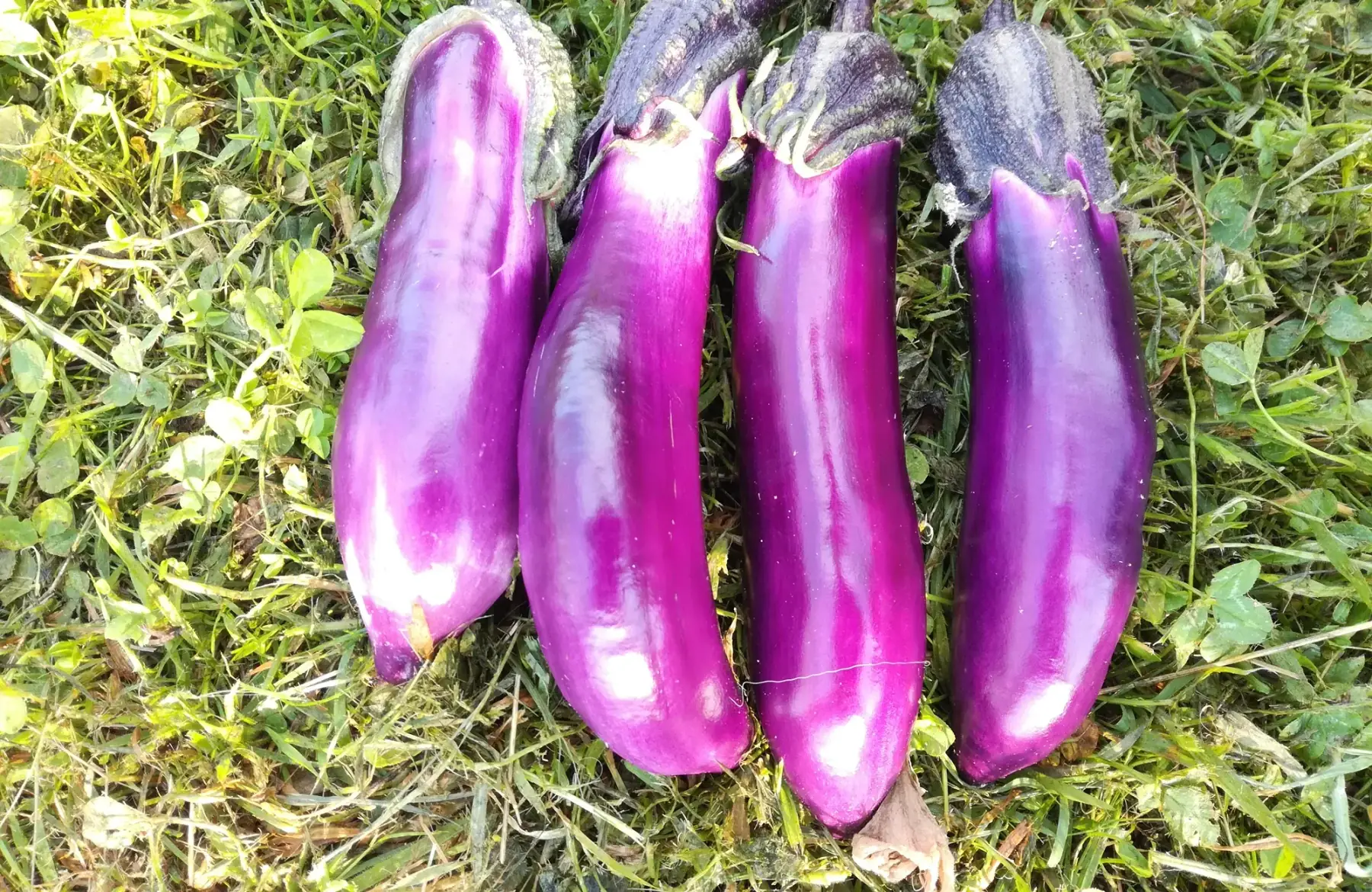 aubergine japonaise - 500g