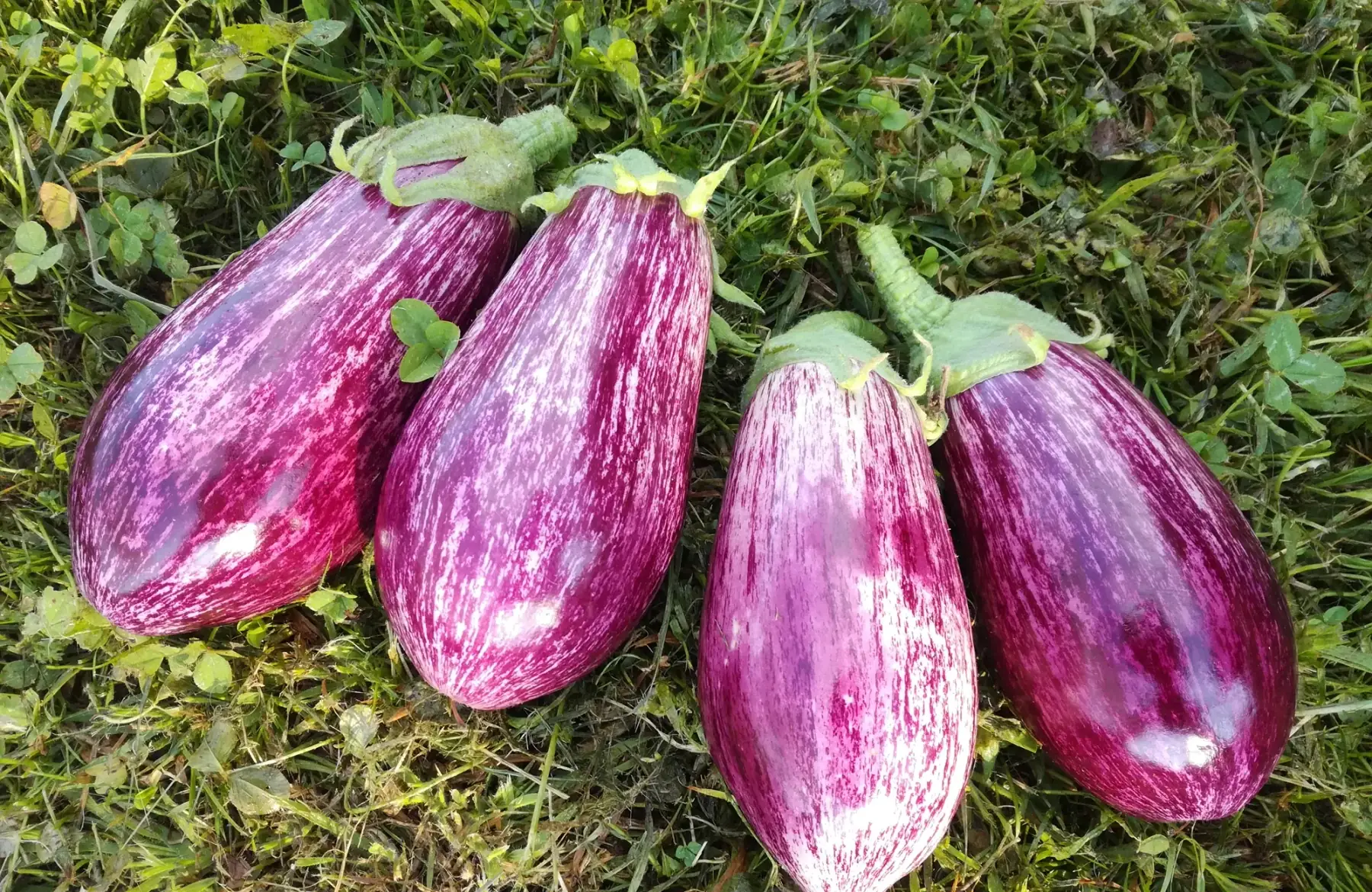 aubergine violette - 1kg