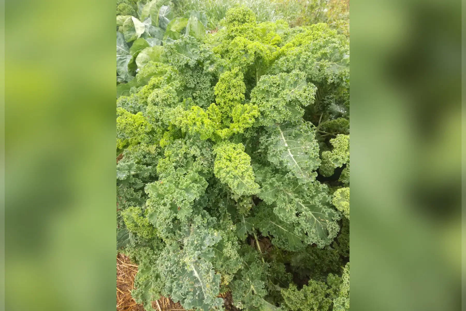 chou kale vert - 300g
