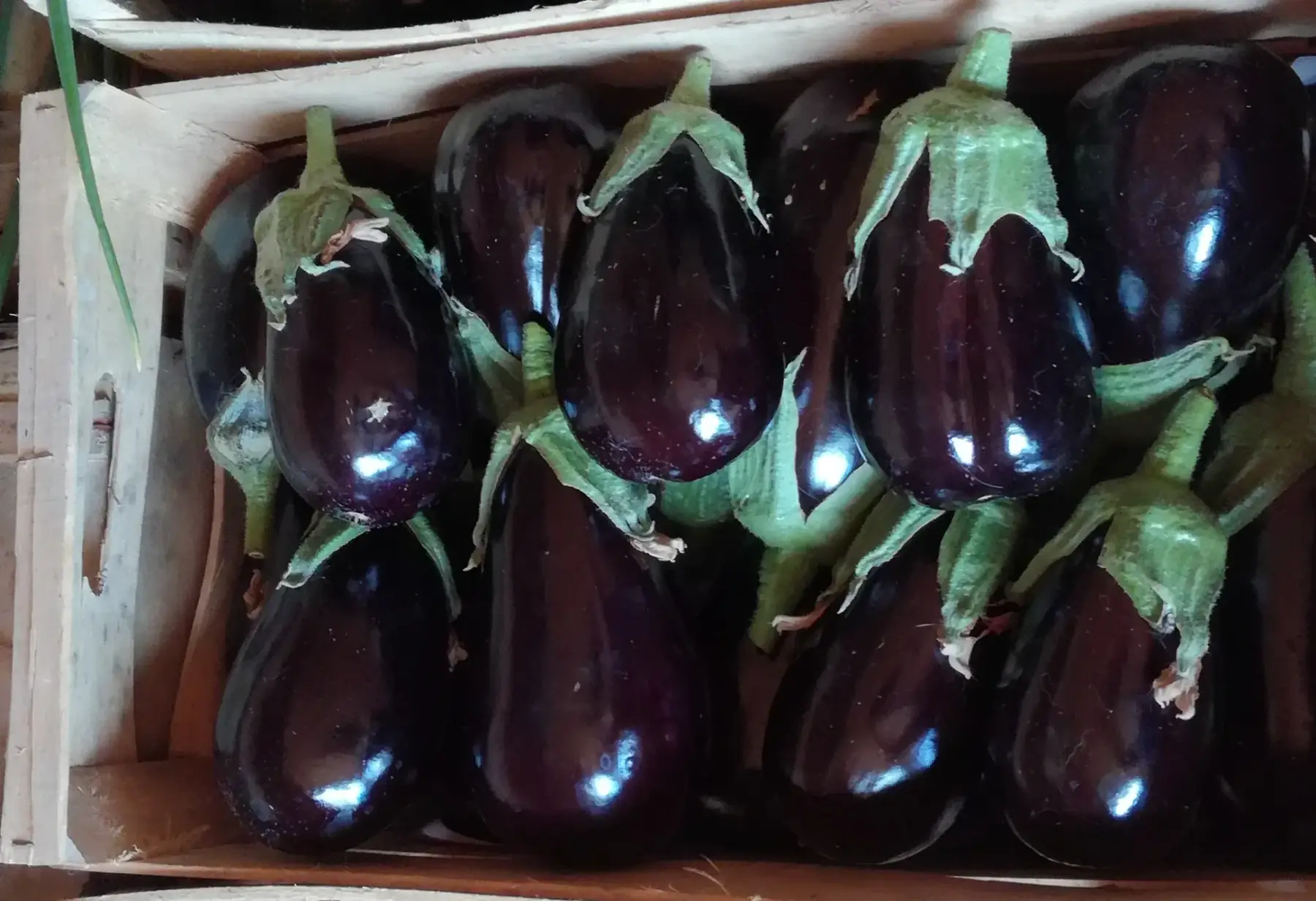 aubergine noire - 1 kilo