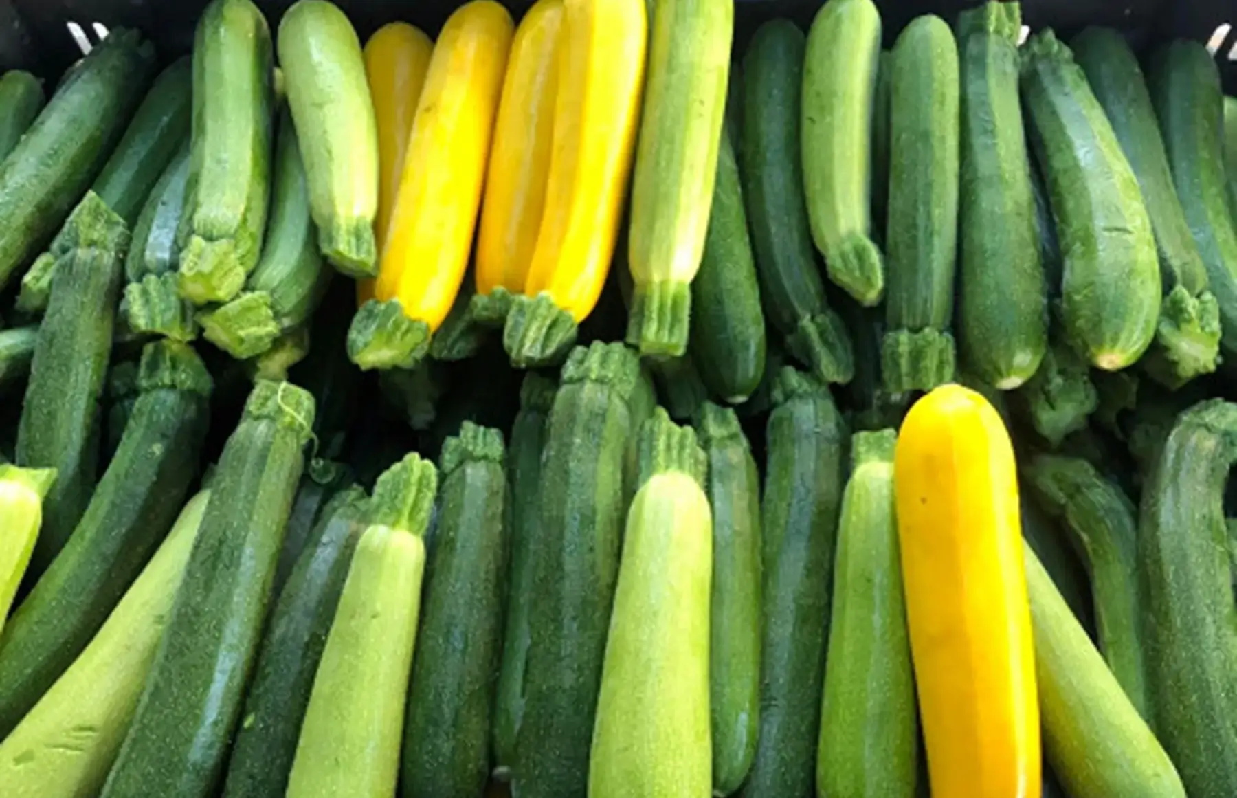 courgettes lot 5kg