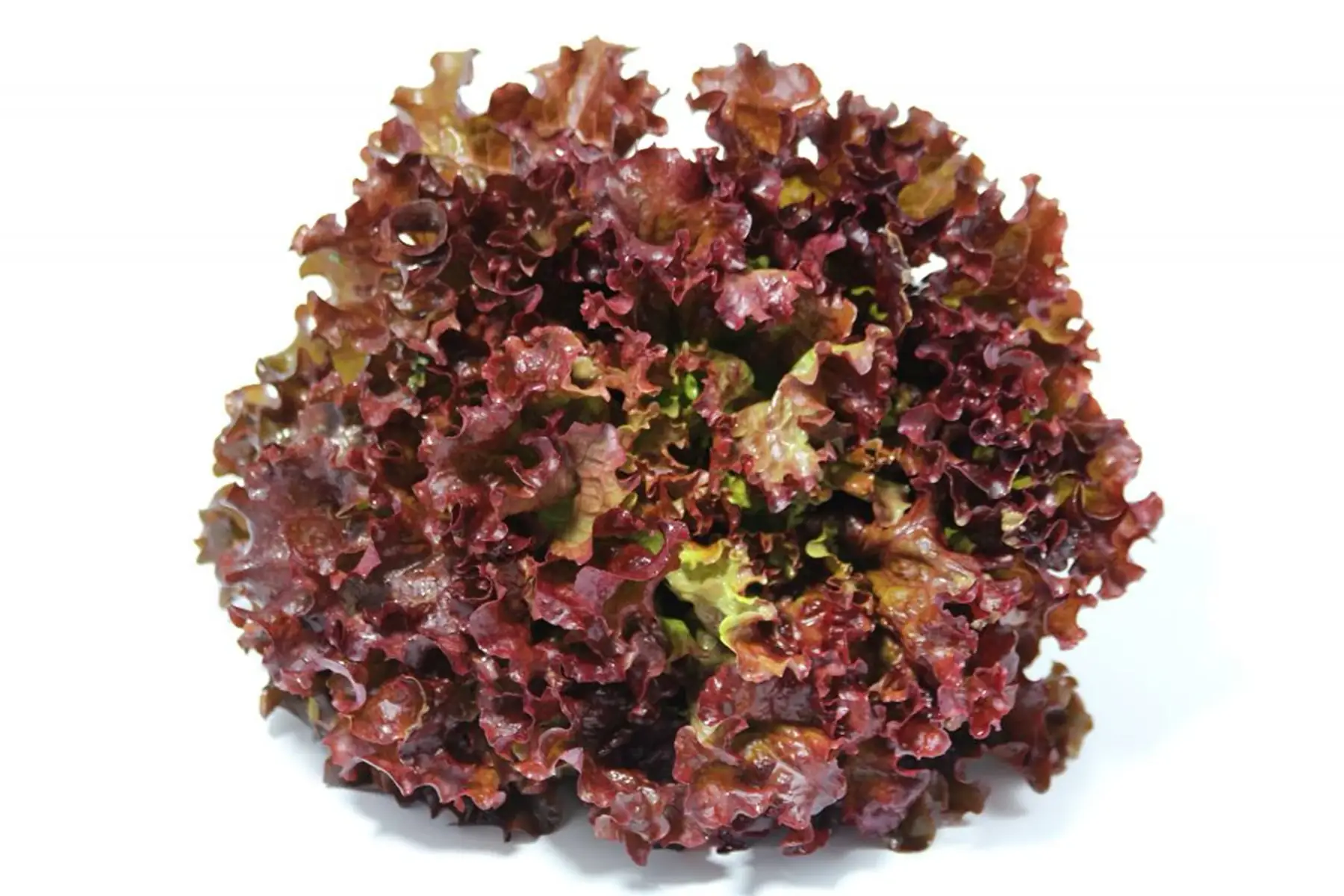 salade batavia rouge